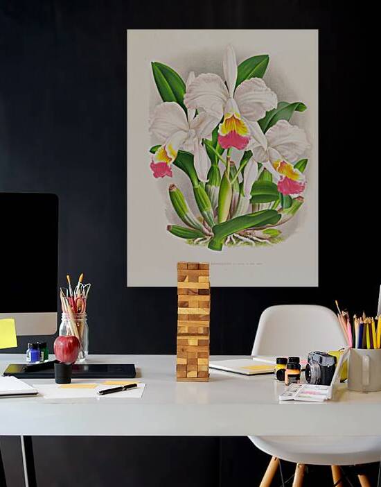 Cattleya kimballiana by IStockHistory com