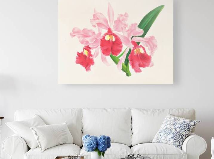 Cattleya gigas by IStockHistory com