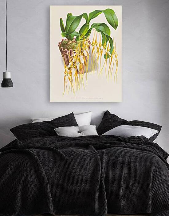 Brassia caudata  by IStockHistory com