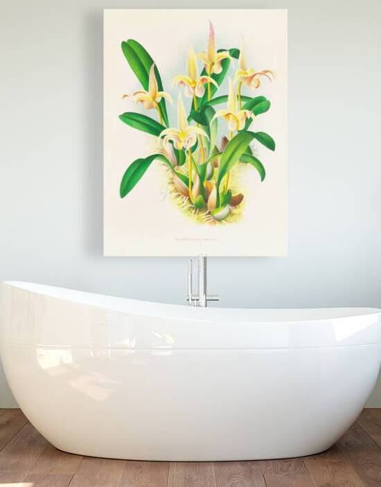 Bolbophyllum lobbi by IStockHistory com