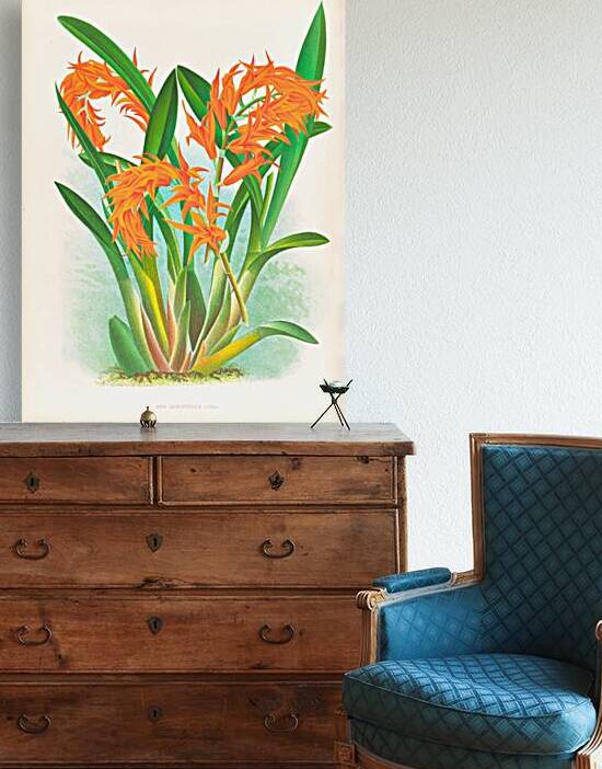 Ada aurantiaca by IStockHistory com