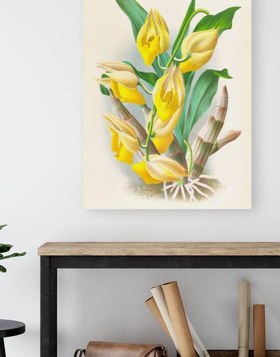 Catasetum macrocarpum by IStockHistory com