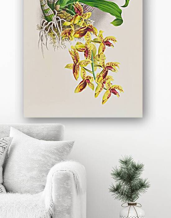 Catasetum galeritum by IStockHistory com