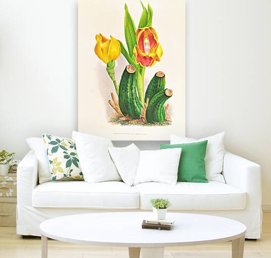 Anguloa Ruckeri var media by IStockHistory com