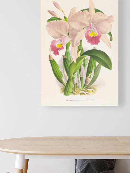 Cattleya Trianae by IStockHistory com