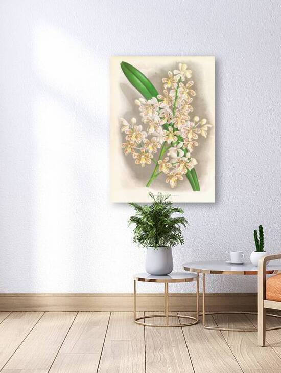 Cleisostoma Guiberti by IStockHistory com