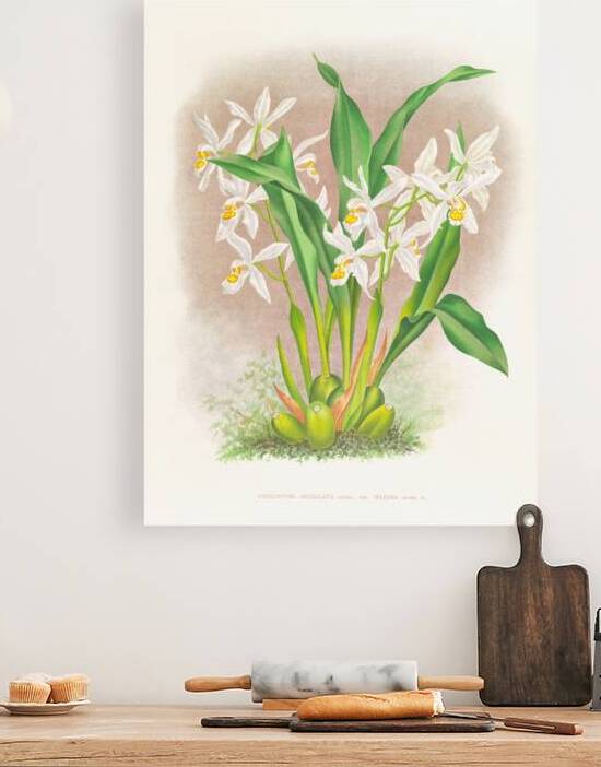 Coelogyne ocellata by IStockHistory com