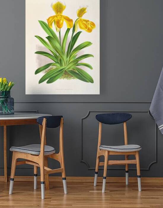 Cypripedium sallieri by IStockHistory com