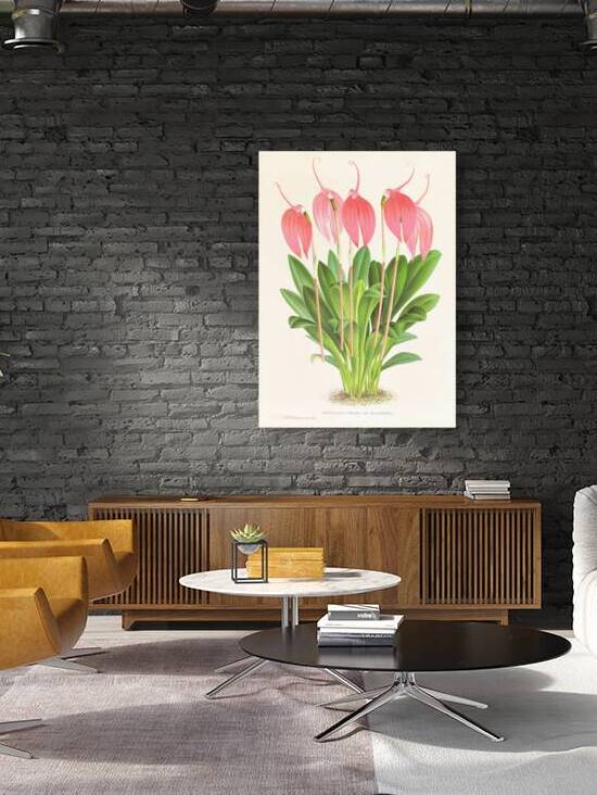 Masdevallia lindeni var grandiflora  by IStockHistory com