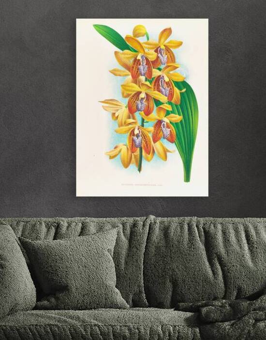 Houlletia brocklehurstiana  by IStockHistory com