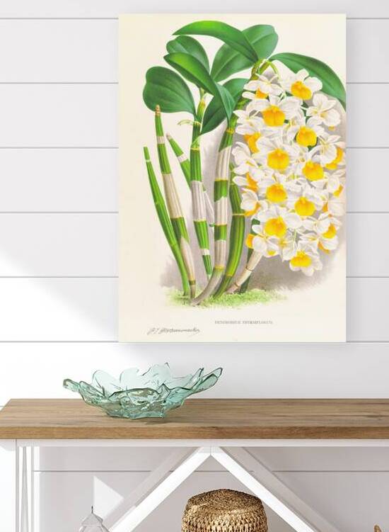 Dendrobium thyrsiflorum by IStockHistory com