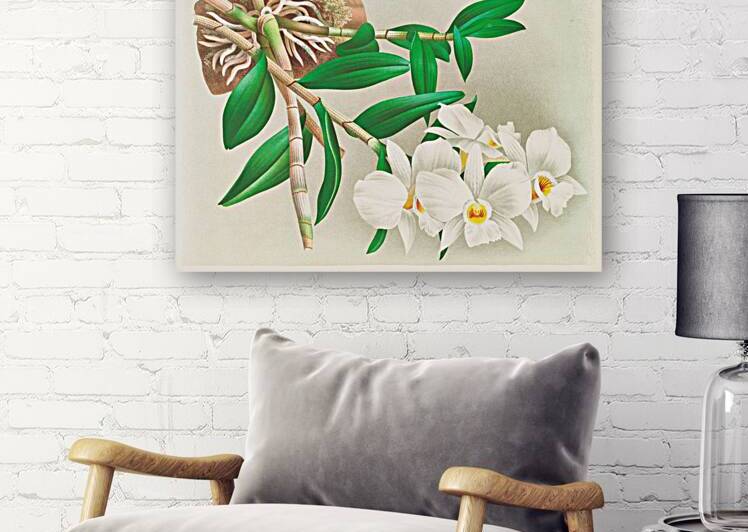 Dendrobium infundibulum by IStockHistory com