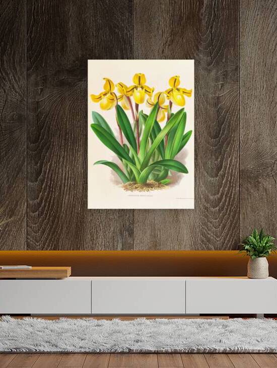 Cypripedium Druryi by IStockHistory com