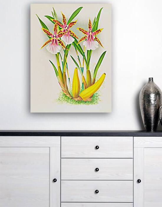 Miltonia blunti by IStockHistory com