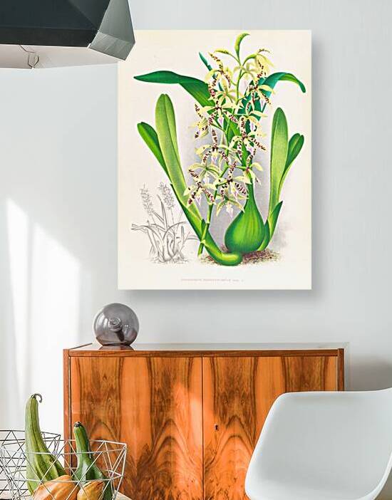 Epidendrum prismatocarpum by IStockHistory com