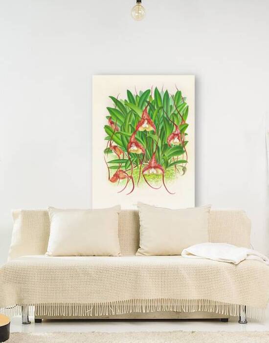 Masdevallia bella by IStockHistory com