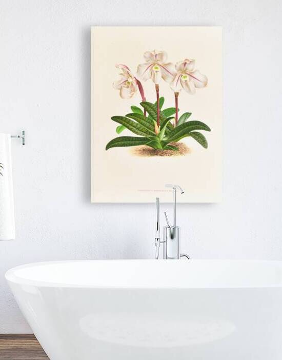 Cypripedium microchilum by IStockHistory com