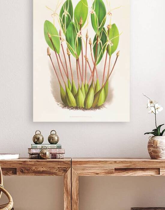 Dendrobium Inauditum by IStockHistory com