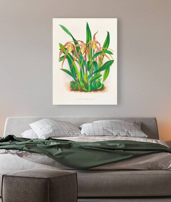 Maxillaria longisepala by IStockHistory com