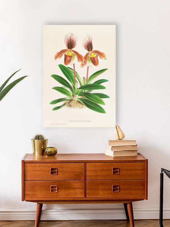 Cypripedium oenanthum superbum by IStockHistory com