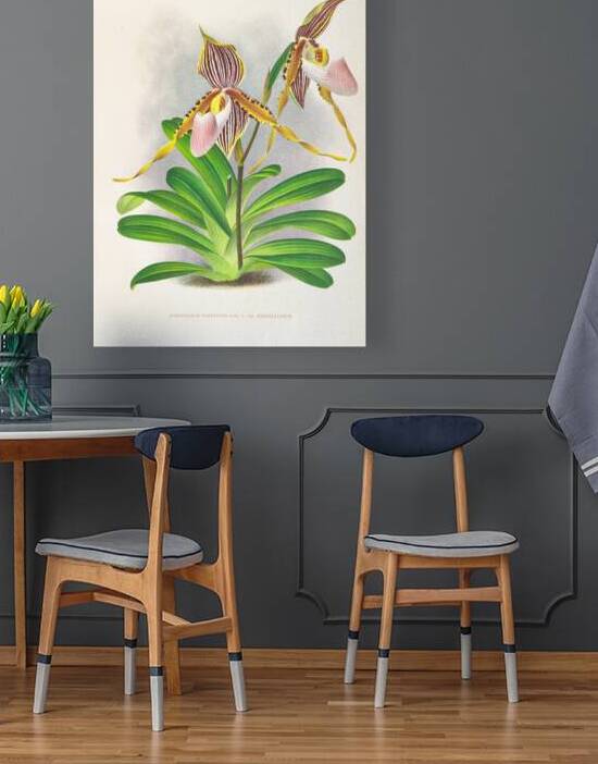 Cypripedium praestans var kimballianum by IStockHistory com