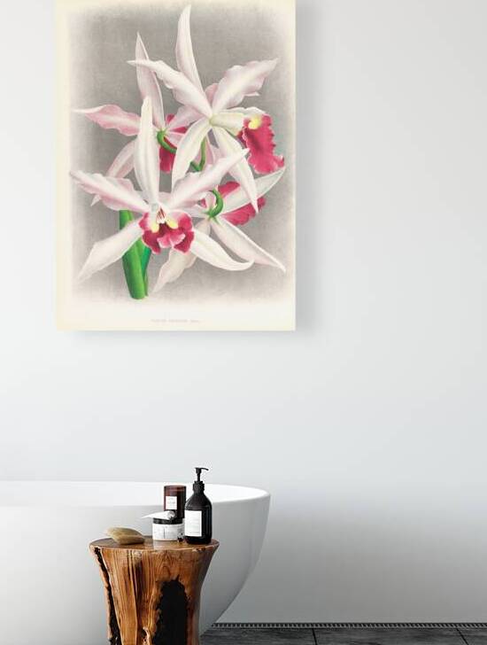 Laelia elegans  by IStockHistory com