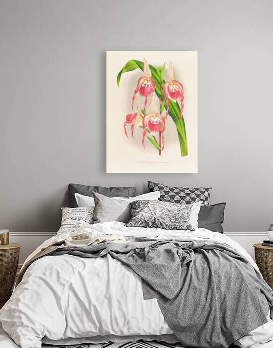 Cypripedium schroderae var splendens by IStockHistory com