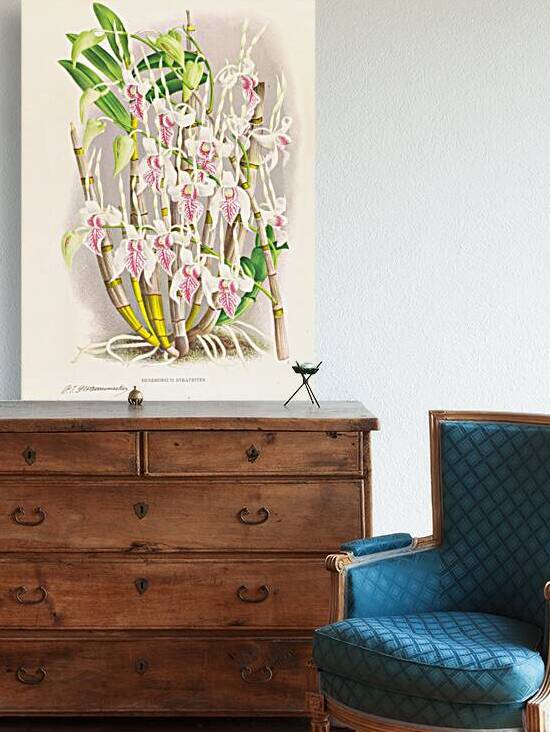 Dendrobium stratiotes by IStockHistory com