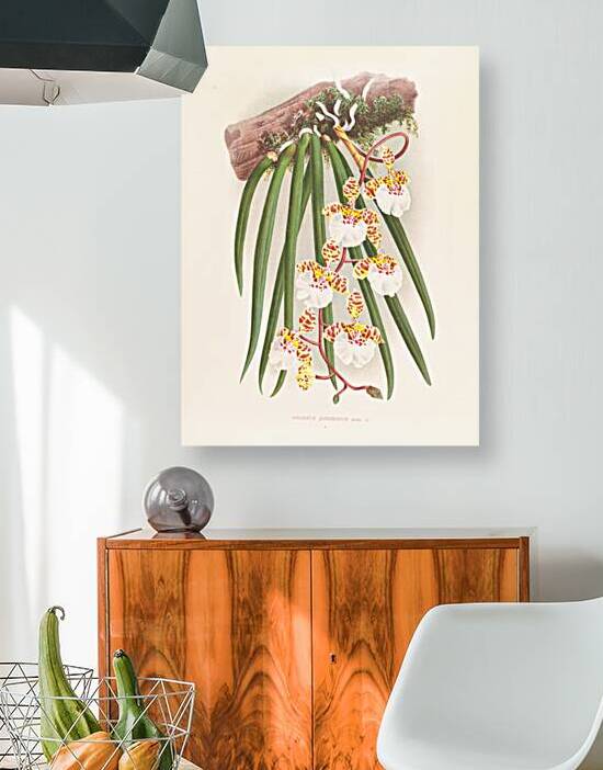 Oncidium jonesianum by IStockHistory com