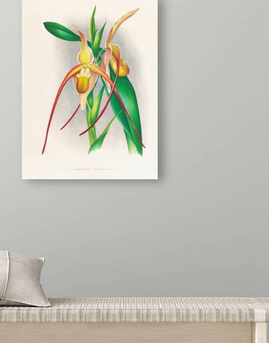 Selenipedium grande by IStockHistory com