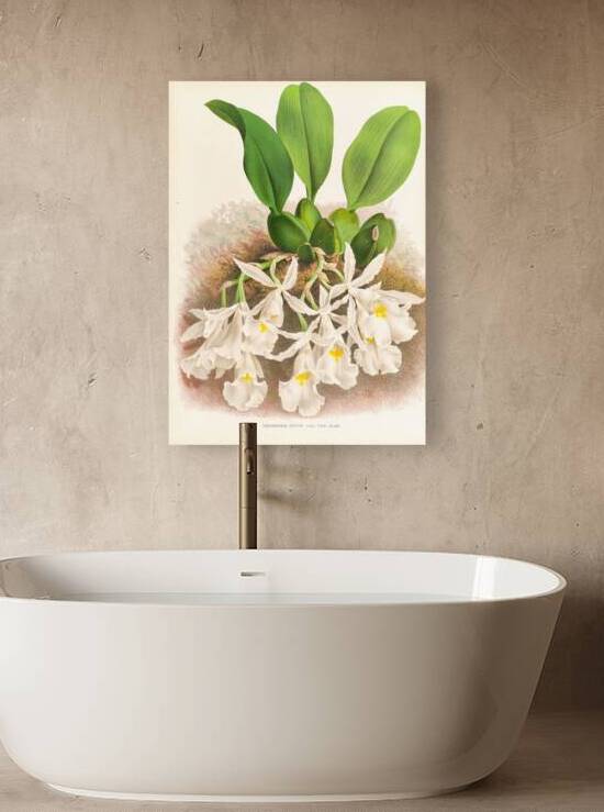 Trichopilia Suavis by IStockHistory com