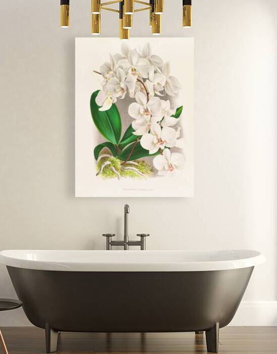 Phalaenopsis amabilis by IStockHistory com