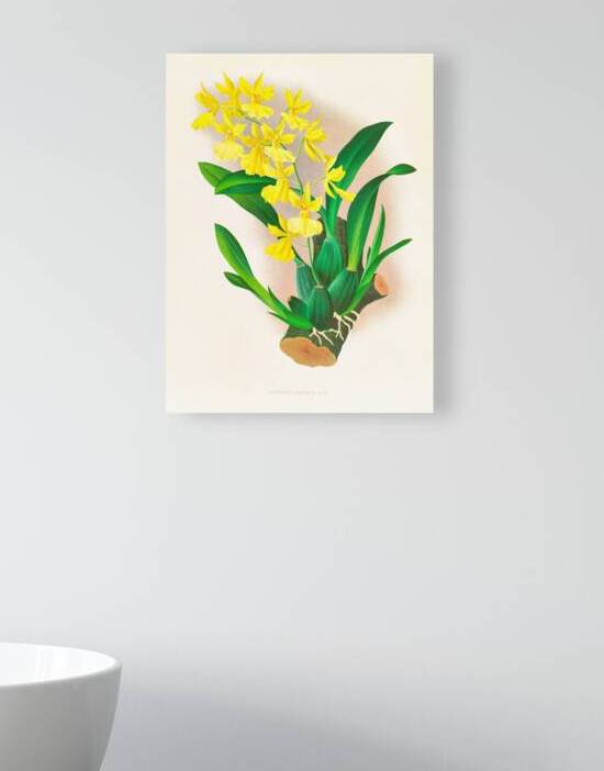 Oncidium concolor by IStockHistory com