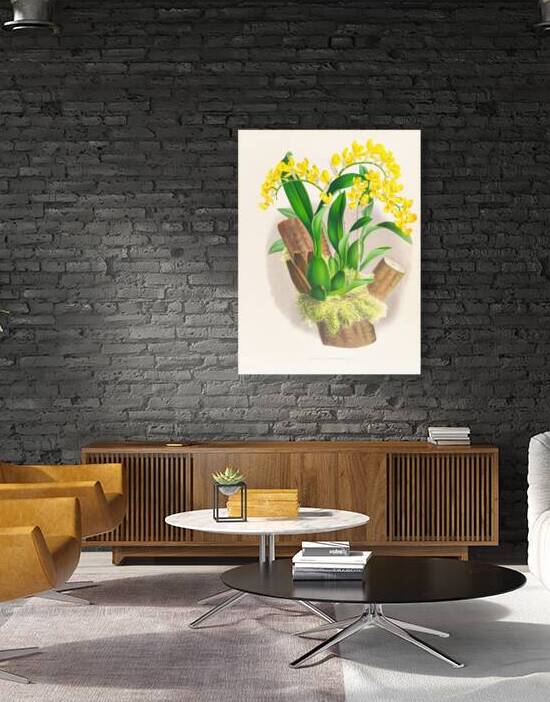 Oncidium warscewiczi by IStockHistory com