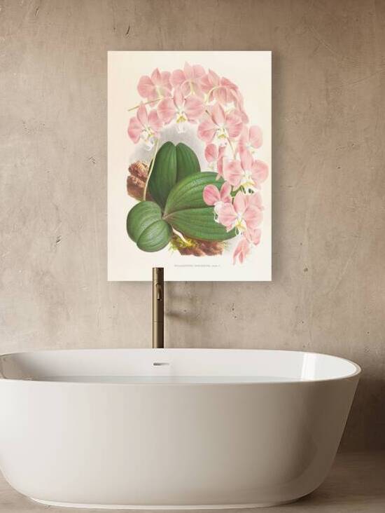 Phalaenopsis sanderiana by IStockHistory com