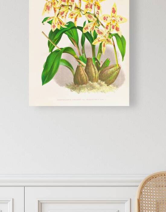 Odontoglossum coradinei var grandiflorum by IStockHistory com