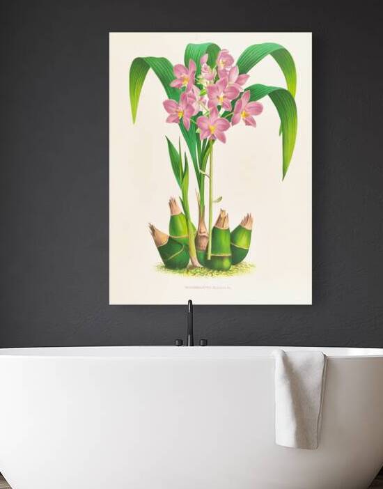 Spathoglottis plicata by IStockHistory com