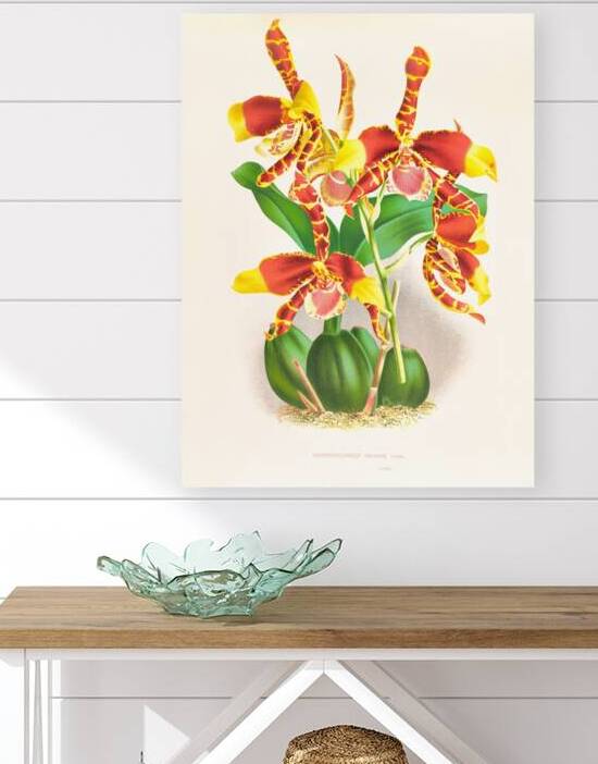 Odontoglossum grande by IStockHistory com