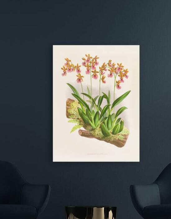Oncidium cucullatum by IStockHistory com
