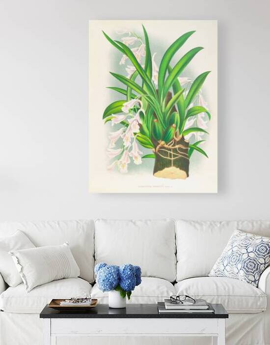 Rodriguezia refracta by IStockHistory com