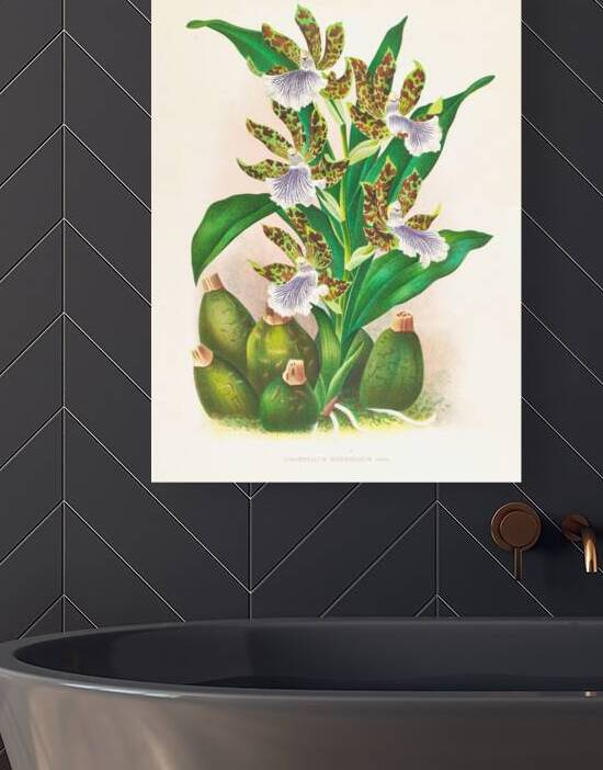 Zygopetalum intermedium by IStockHistory com