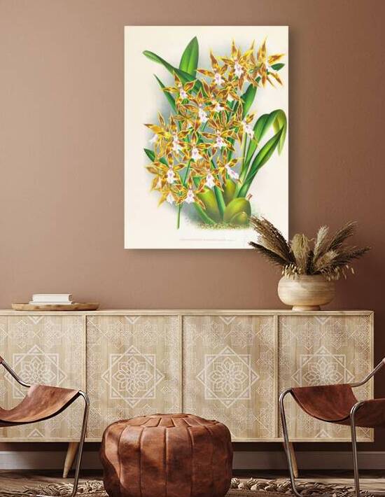 Odontoglossum boddaertianum by IStockHistory com