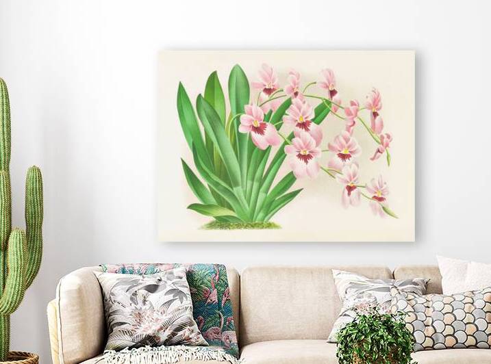 Miltonia vexillaria by IStockHistory com