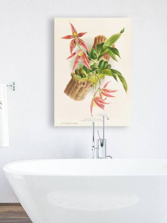 Paphinia Randi Paphinia Cristata by IStockHistory com