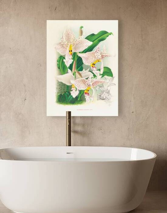 Stanhopea oculata by IStockHistory com