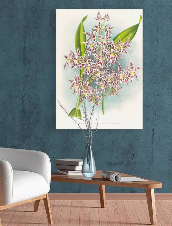 Odontoglossum odoratum var striatum by IStockHistory com