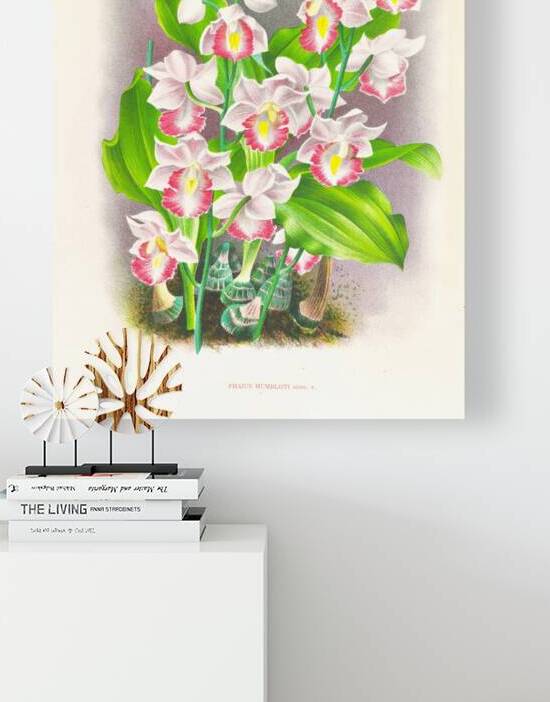 Phaius humbloti by IStockHistory com