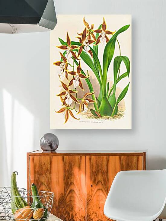 Odontoglossum nevadense by IStockHistory com