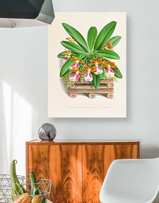 Trichocentrum albo purpureum by IStockHistory com