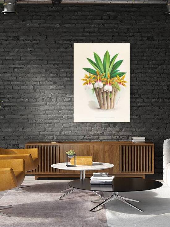 Trichocentrum Tigrinum by IStockHistory com